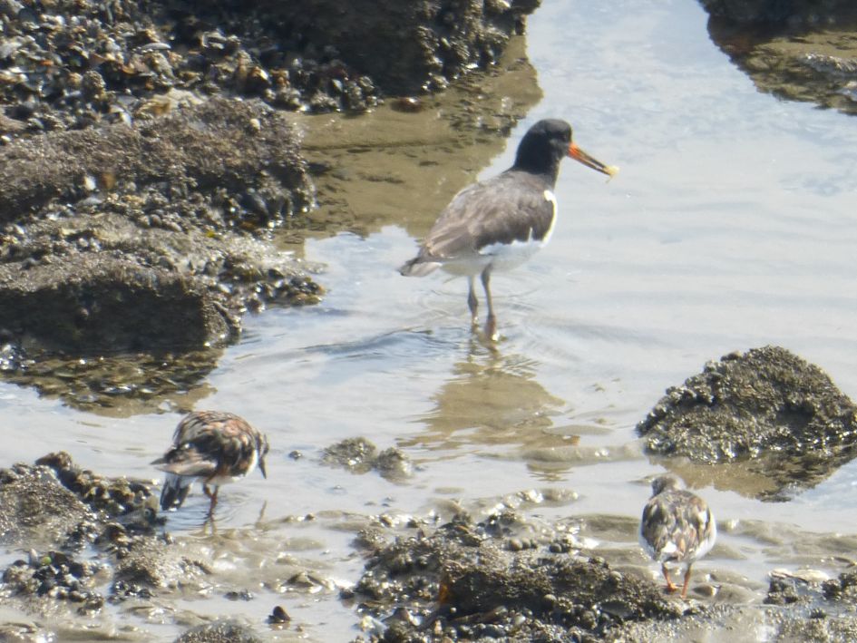 Scholeksster met jong?